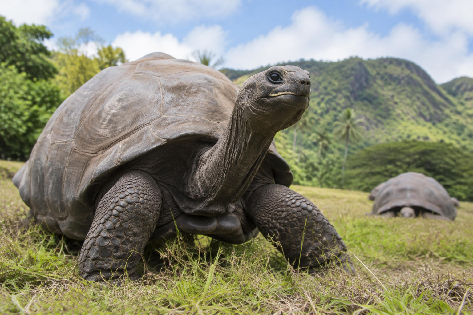 Survey finds 180,000 Aldabra giant tortoises in Seychelles