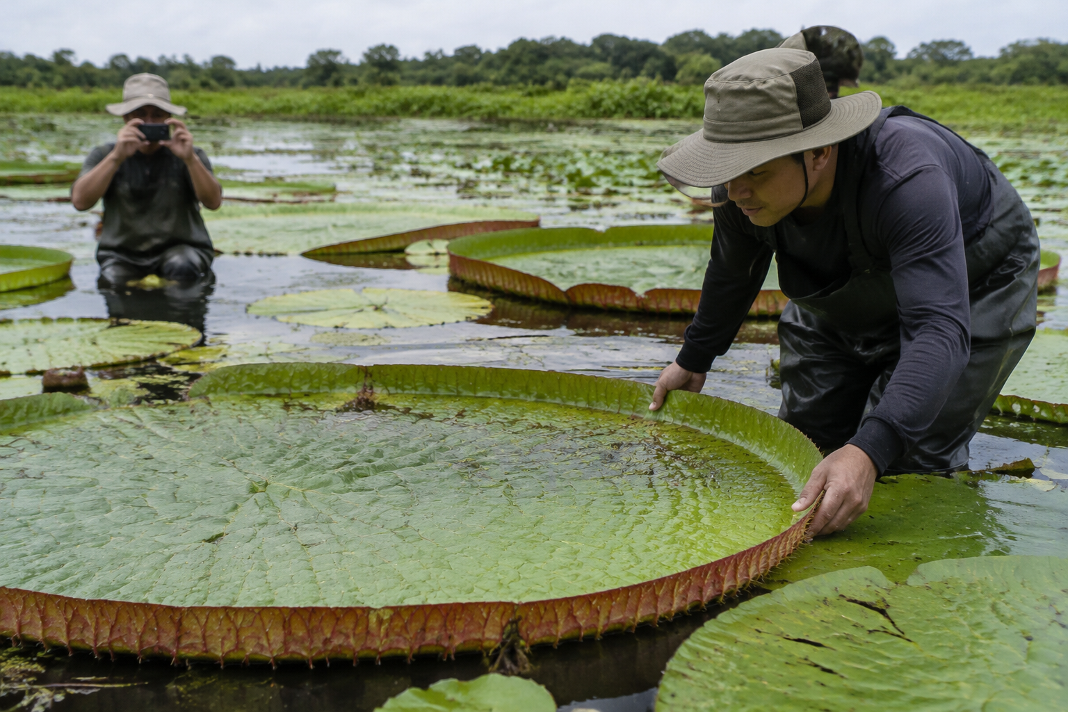 Social Media Encounter Leads to Giant Waterlily Discovery in Colombia