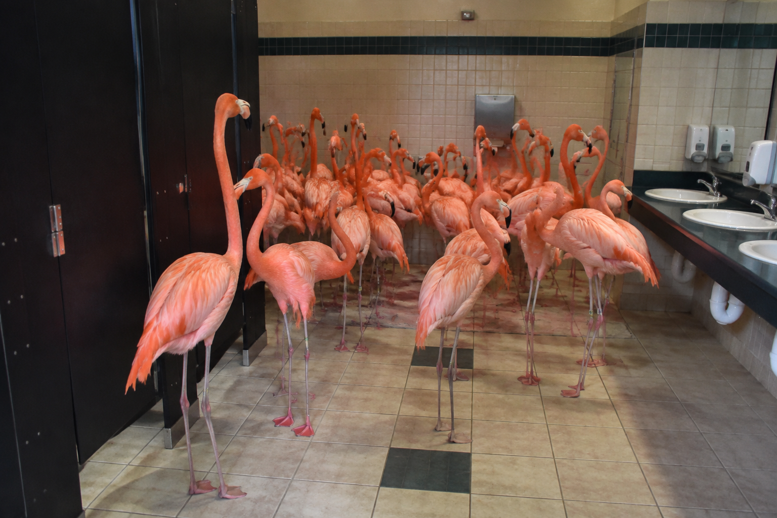 Florida Zoo Shelters 30 Flamingos in Bathroom During Hurricane Isaias