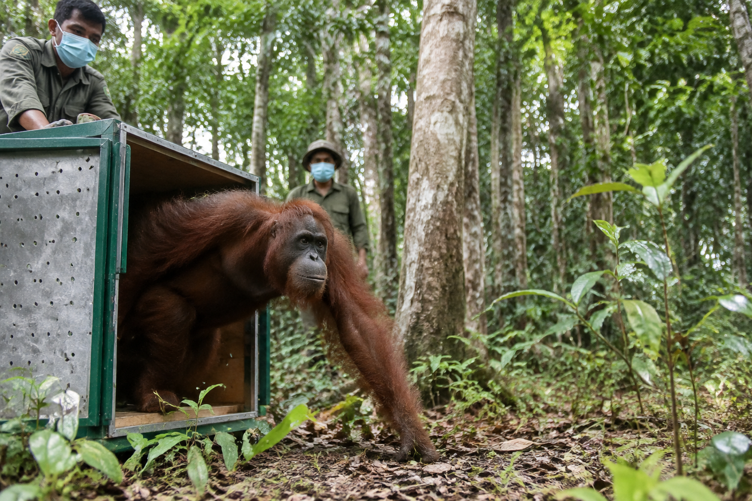 Orangutans returned to Borneo forest following summer wildfires