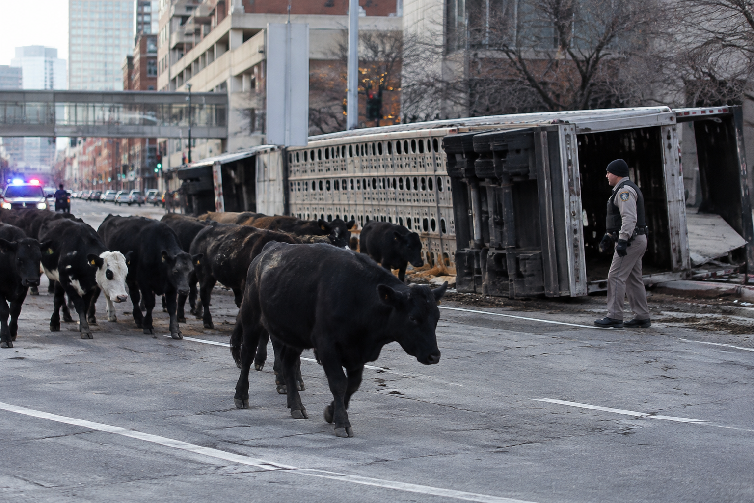 Semi-Truck Rollover Sends Dozens of Cattle Into Downtown Kansas City