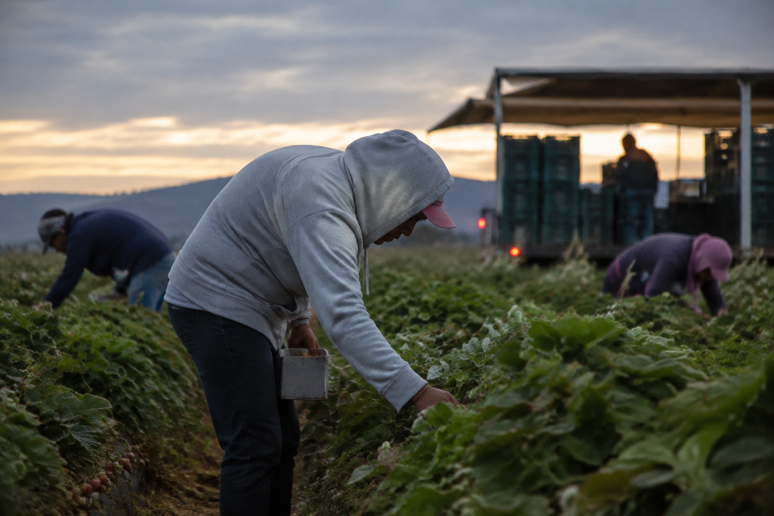Alberta seeks to restrict migrant workers’ rights after welcoming them