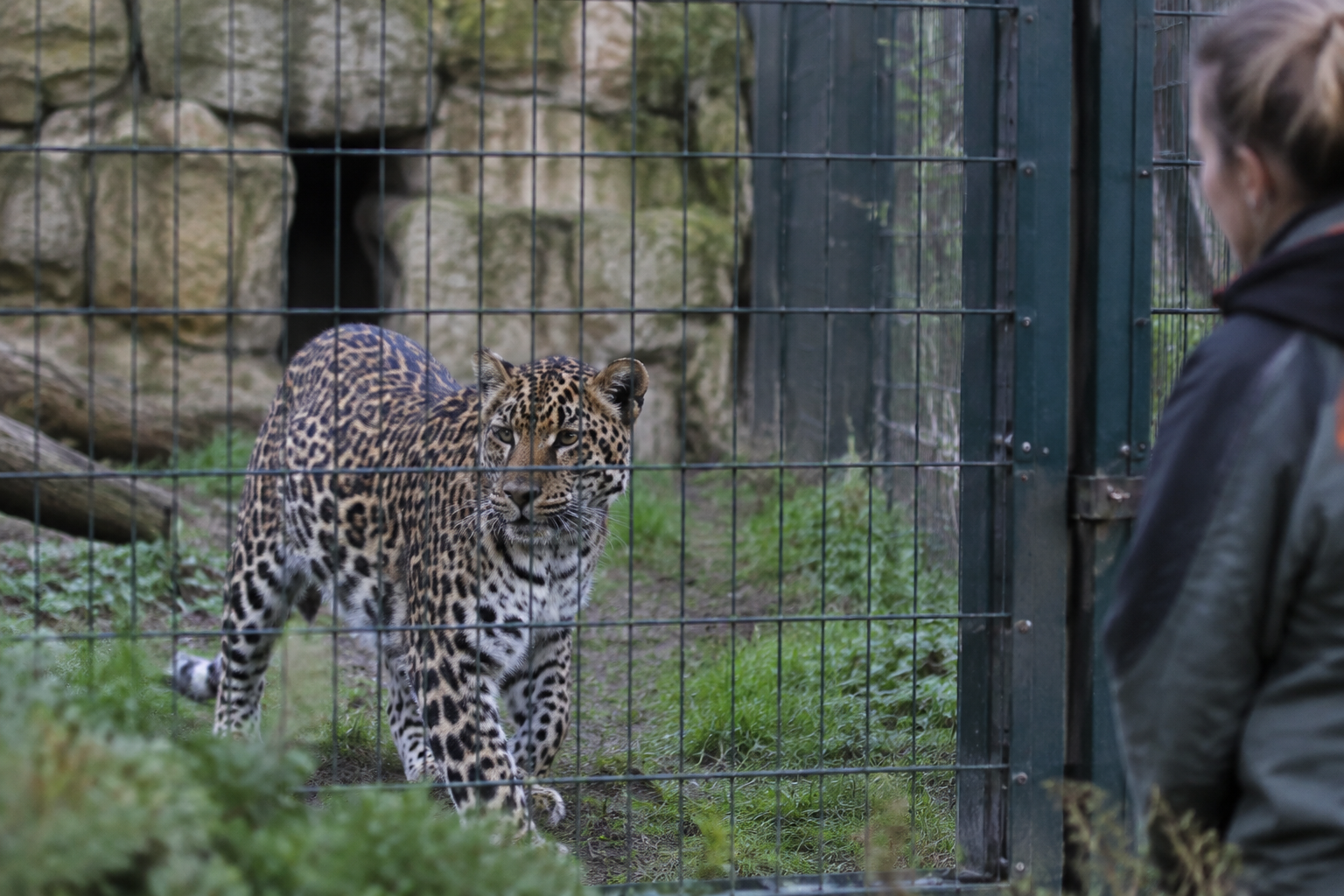 Dutch zookeeper dies after mauling in leopard enclosure