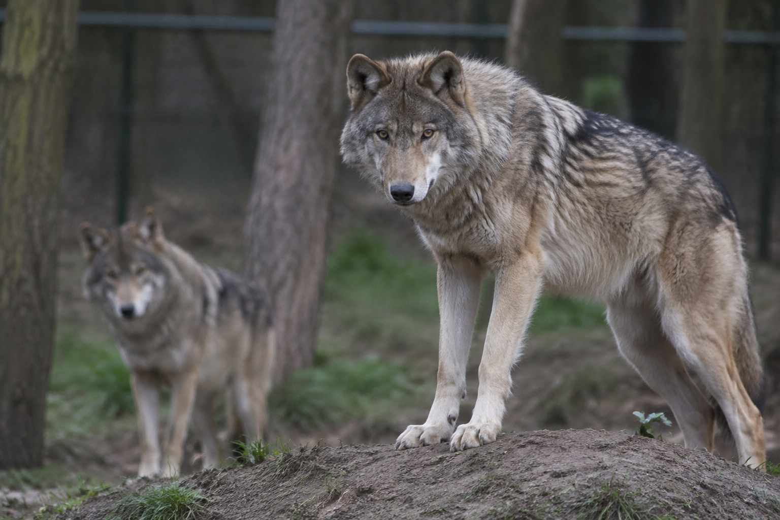 Eight-year-old girl seriously injured in wolf attack at German wildlife park