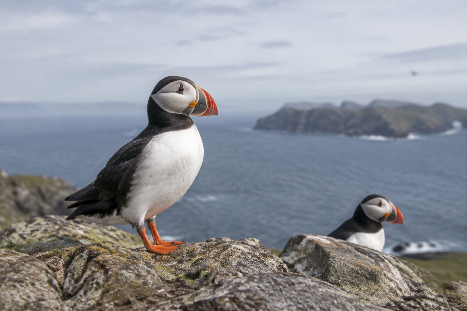 Study suggests seabirds get jet lag on flights back to their nests